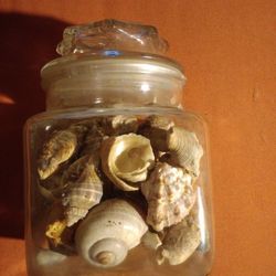 Seashells # 2