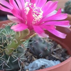 Beautiful Cactus.