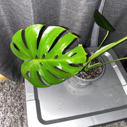 Monstera Deliciosa