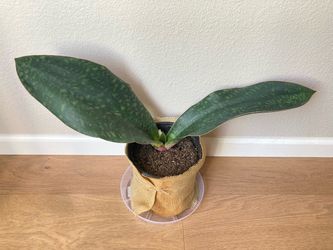 Large Whale Fin Sansevieria Masoniana Snake Plant Houseplant, 8.5” Wrapped Pot