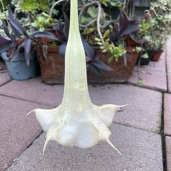 Angels Trumpet Plant Tree
