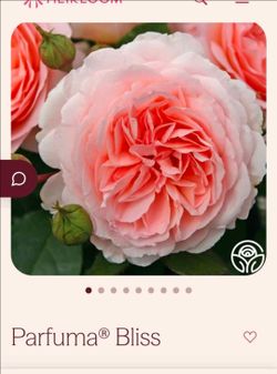 parfuma bliss rose plant