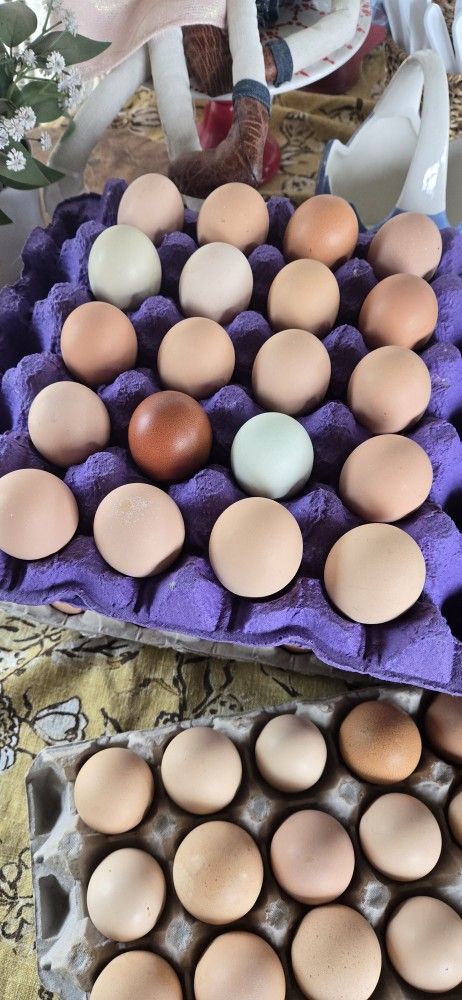 Farm Fresh Free RANGE EGGS