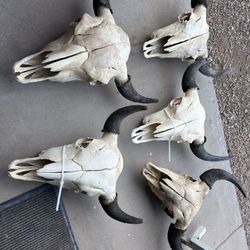 Buffalo Skulls