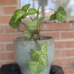 Arrowhead Plant With Ceramic Pot