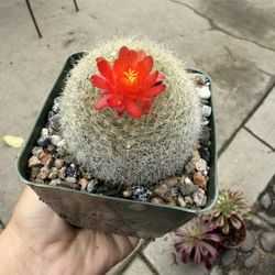 Blooming Cactus In 4” Pot 
