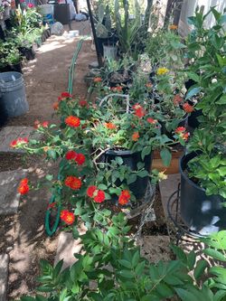Lantana plant