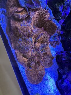 Orange Rhodactis Mushroom XL Sizes Fake Coral