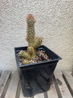 Cooper King Mammillaria Cactus plant