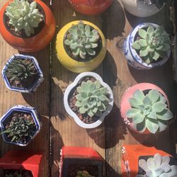 Succulents 