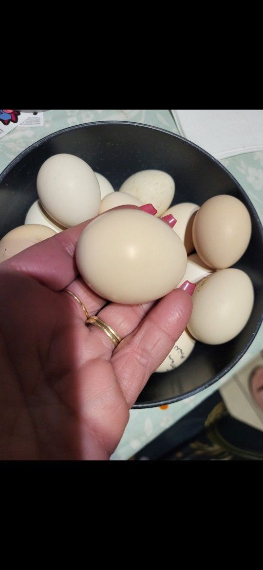 Serama Hatching Eggs (Small Chickens)