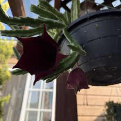 Stapelia Lendertziae In One Gallon Pot ( First Pic Is Example Of The Flower )