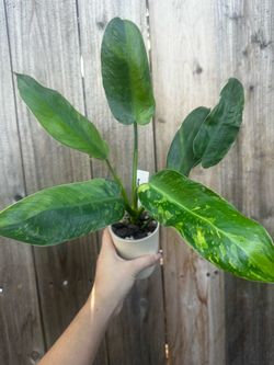 RARE Jose Buono Plant Variegated