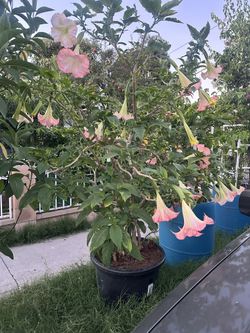 Plant For Sale