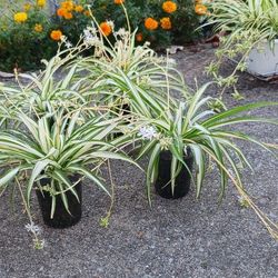 Spider Plants 