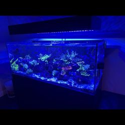 Red Sea Saltwater Aquarium Reef Tank EVERYTHING included