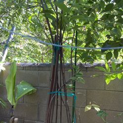 Cherimoya Trees For Sale