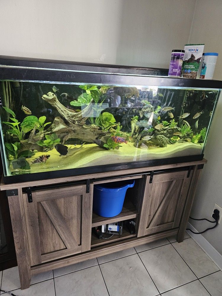 75 Gallon Fish Tank