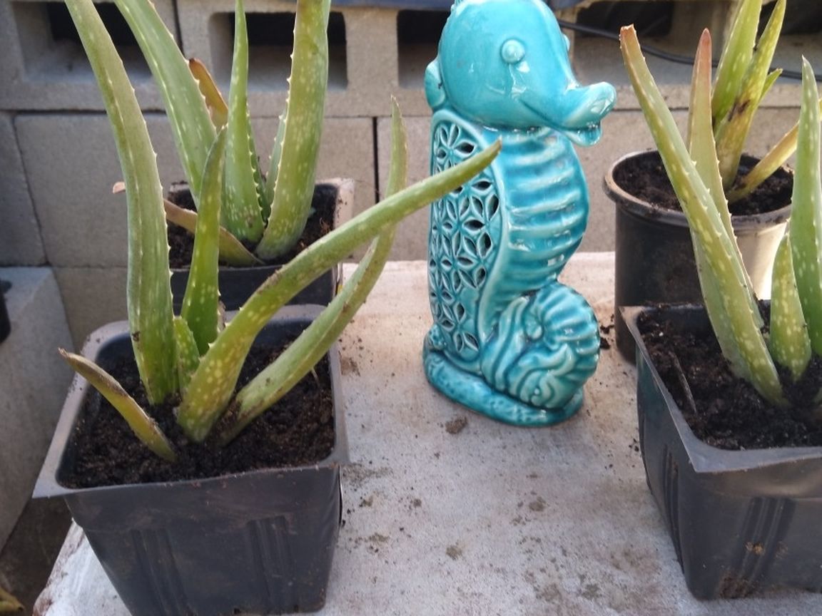 Alovera Plants Each