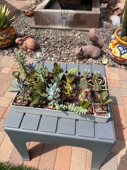 A Variety of Succulent Plants in 2" Pots