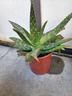 Aloe vera