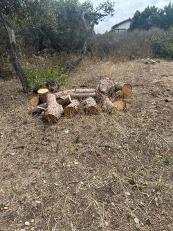 Free firewood
