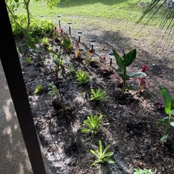 Plants For Sale As Well As Labor  Do All Types Of Gardening And Landscapeing As Well As Sell Plants