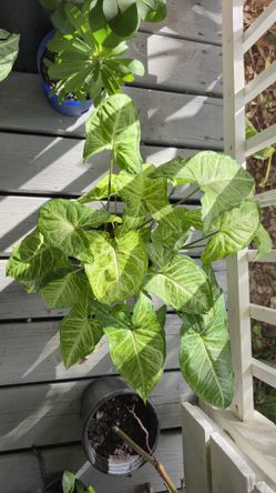 Arrowhead Plant 