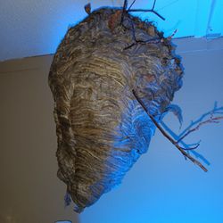 Baldface Hornet's Nest 