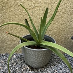 Large, Healthy Aloe Vera Plant