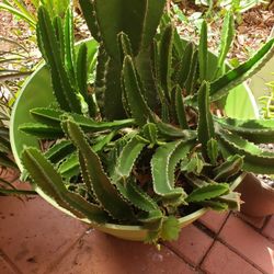 Starfish Cactus & Spiral Cactus Big Pot 