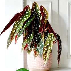 Polka Dot Angel Wings Begonia Plant/ Indoor Plant/ House Plant 