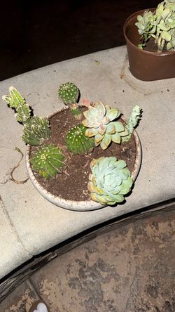 Mixed Cactus and Succulent Arrangement