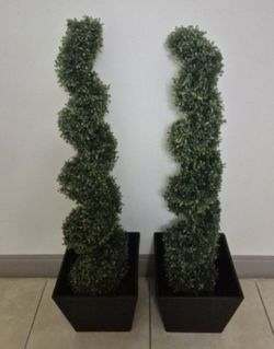 *** REDUCED *** PAIR of 4ft Boxwood Spirals in 11" Black Square Planters @ Lasting Creations