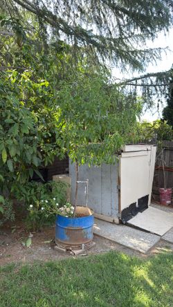 Apricot tree 8 feet long in barrel pot