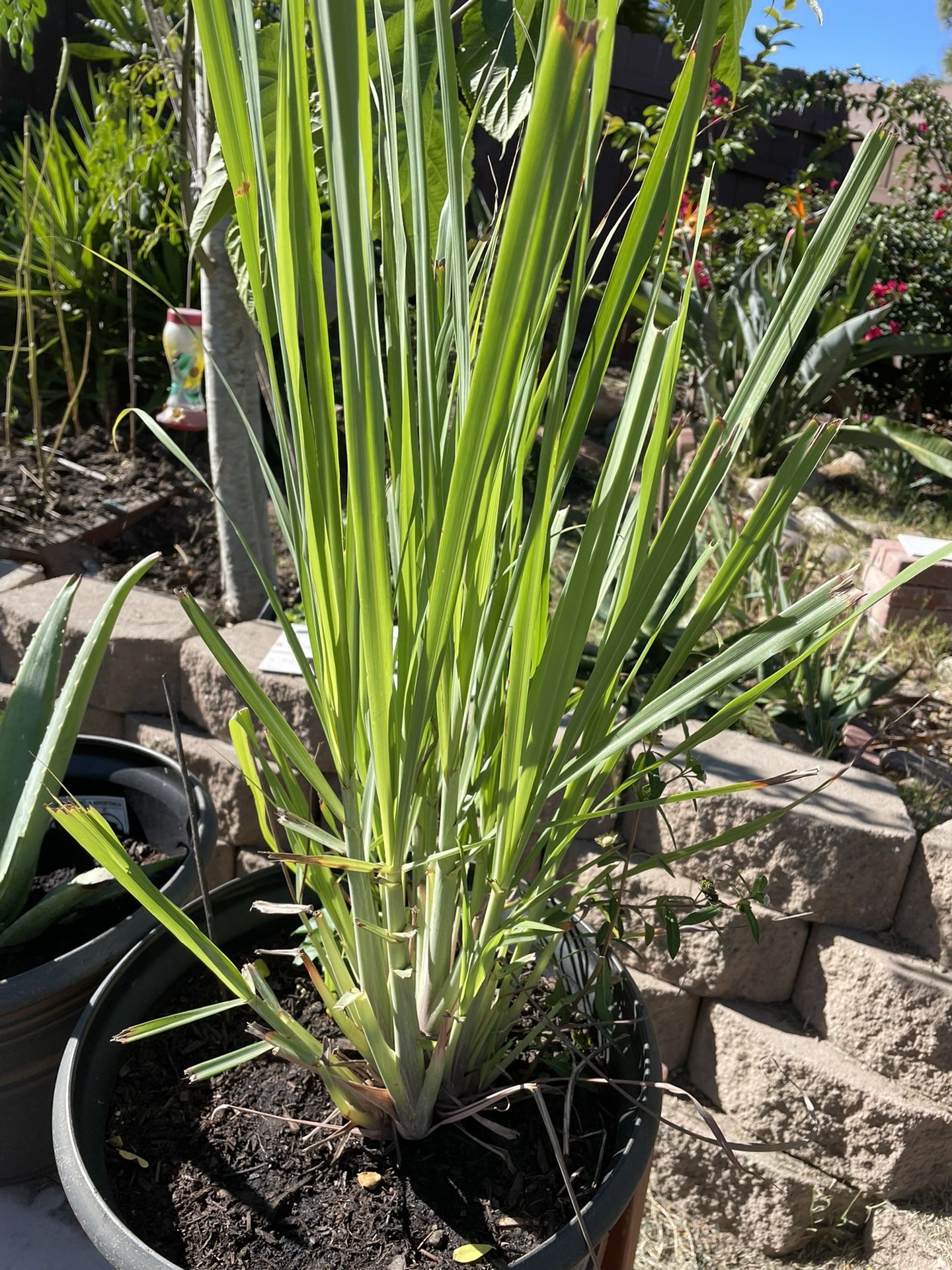 Lemon Grass Organic