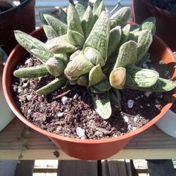 Gasteria Lil Warty Clump Succulent 