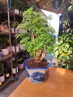 Aralia Stump Bonsai Trees