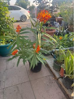 Milkweed plant