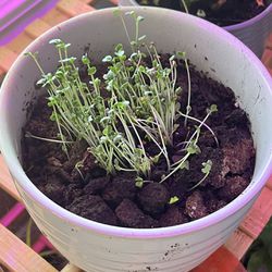 Potted Broccoli Sprouts Plant