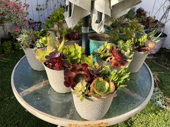Succulents 