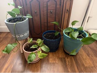 Pots/Plants