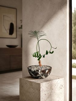 Encephalartos Munchii Blue (Planter Included) #PC4 (Local LA Seller)