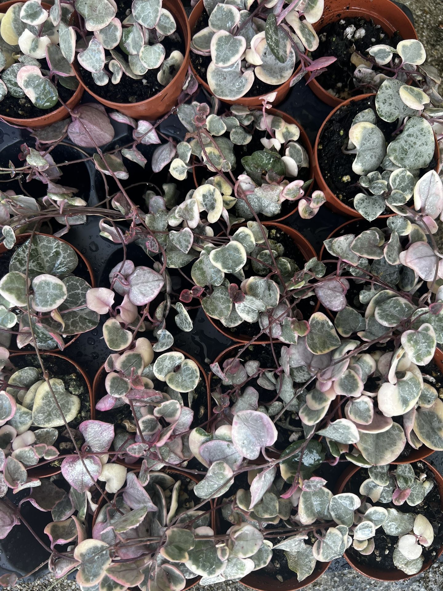 Variegated String Of Hearts