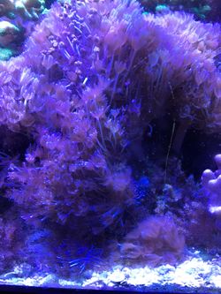 Aquarium items-Saltwater