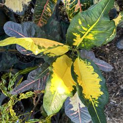 Crotons For Sale