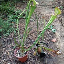 Carnivorous Pitcher Plants Great For Gnats ( Read Description Below)