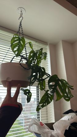 Hanging Monstera Adansonii (“Swiss Cheese Plant”) w/ Planter – Healthy & Established 🌿