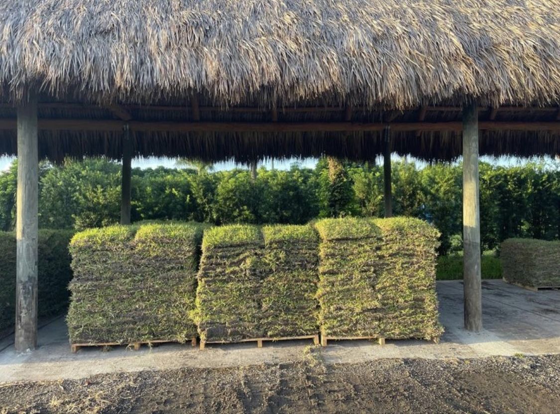 St Augustine Sod