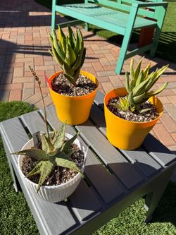 Aloe Plants  FIRECRACKER & GOLD TOOTH